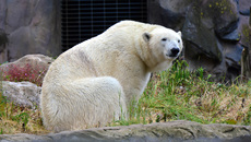 Eisbär (1).jpg